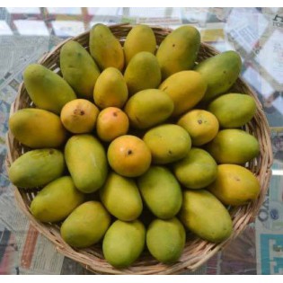 (Fresh) Dasheri Indian Mangoes 12 Pcs