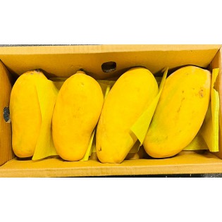 Honey Mangoes 1.5 -1.8kgs (Approx)