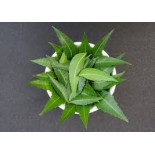 (Fresh) Neem leaves 100g