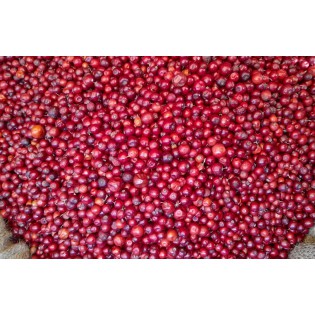 (Fresh) Indian Red Bair (Jujube)